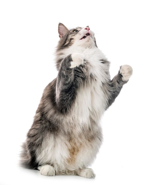 Gatto della foresta norvegese