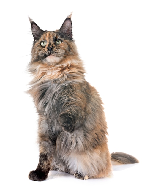 gatto delle maine coon