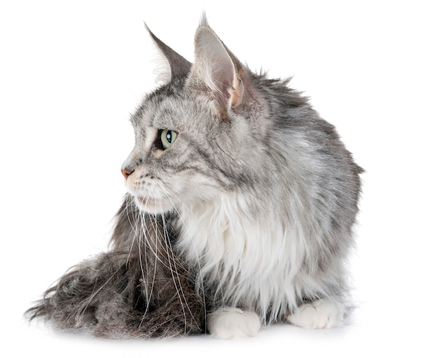 gatto delle maine coon