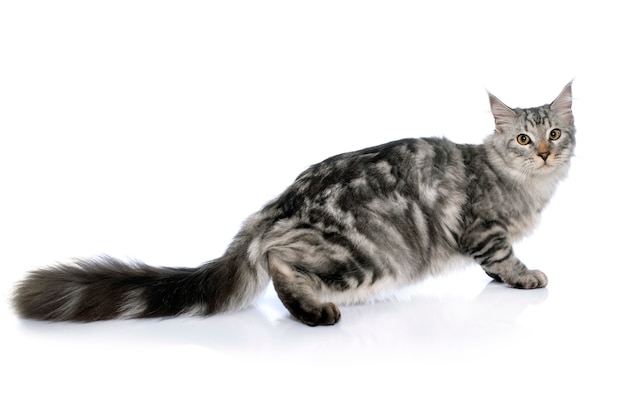 gatto delle maine coon