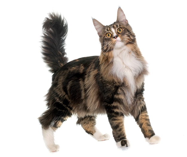 gatto delle maine coon