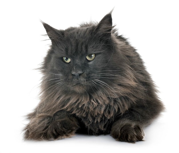 gatto delle maine coon