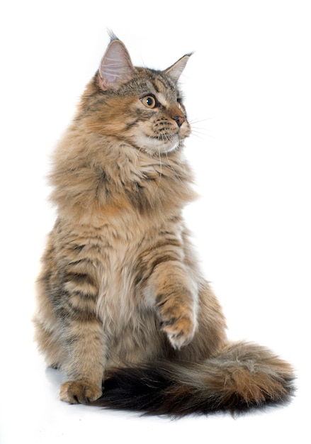 gatto delle maine coon