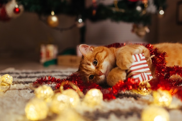 Gatto dello zenzero che gioca con la ghirlanda e il contenitore di regalo sotto l'albero di Natale