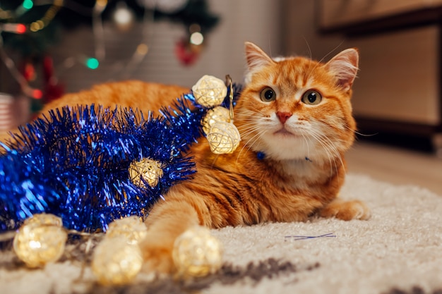 Gatto dello zenzero che gioca con la ghirlanda e la canutiglia sotto l'albero di Natale. Concetto di Natale e Capodanno