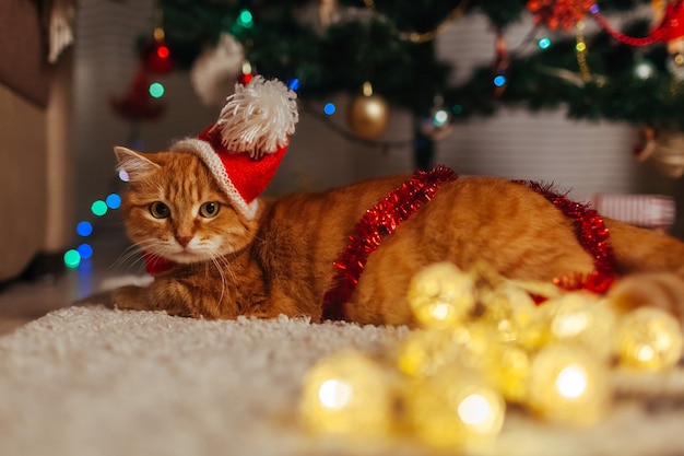 Gatto dello zenzero che gioca con la ghirlanda sotto l'albero di Natale a casa sdraiato sul pavimento a casa Anno nuovo
