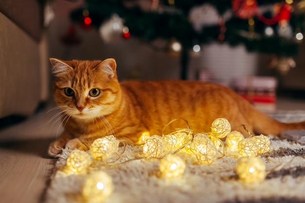 Gatto dello zenzero che gioca con la ghirlanda sotto l'albero di Natale. Concetto di Natale e Capodanno