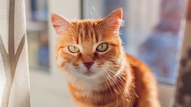 Gatto dello zenzero che si siede sul davanzale della finestra a casa la mattina