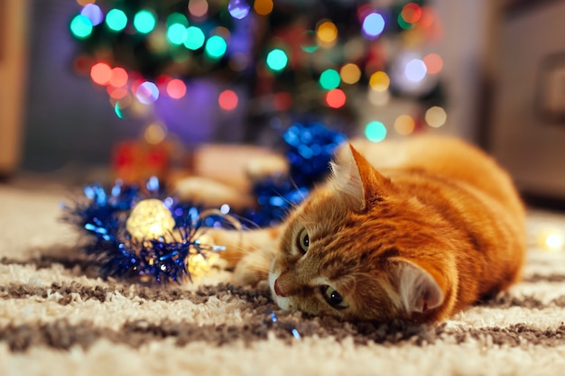 Gatto dello zenzero che si trova sotto l'albero di Natale che gioca con le luci e gli orpelli a casa Anno nuovo