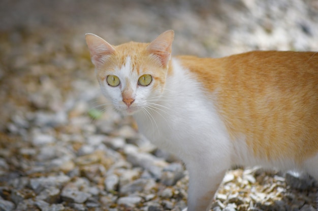 Gatto dello zenzero del tabby del gatto bianco ed arancio