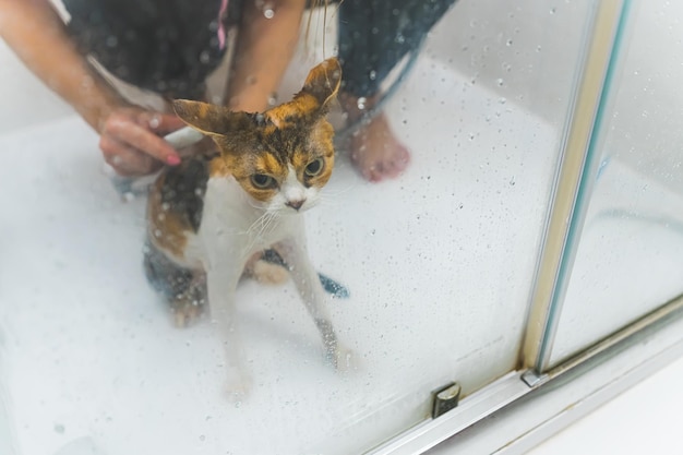 Gatto devon rex che fa una doccia nel concetto di cura dell'animale domestico del bagno