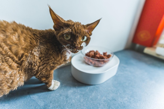 Gatto Devon Rex marrone che mangia il suo pasto speciale e guarda la telecamera