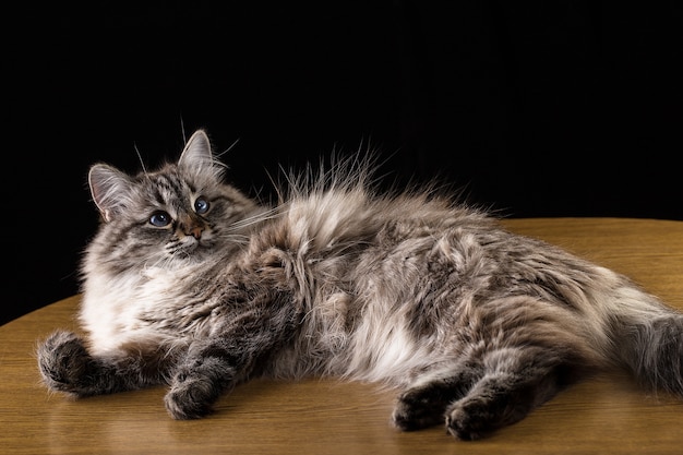 Gatto di bei capelli lunghi che si trova sulla tavola, su fondo nero