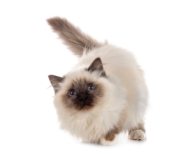 Gatto di Birman isolato su bianco