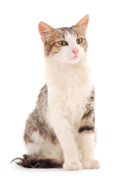 Gatto di casa grigio