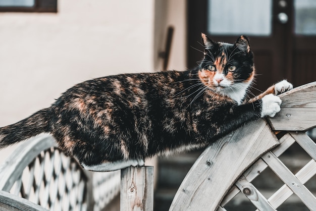 Gatto di colore nero e marrone fuori casa.