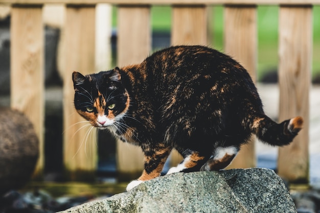 Gatto di colore nero e marrone fuori casa.