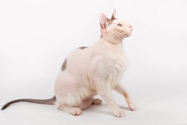 Gatto di Don Sphynx su sfondo bianco