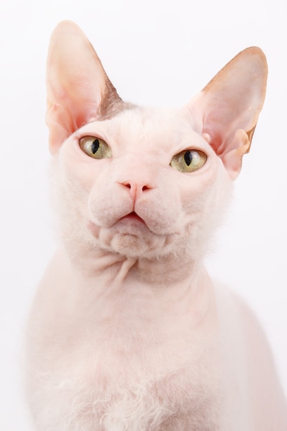 Gatto di Don Sphynx