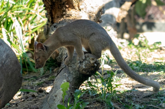 Gatto di fossa del Madagascar