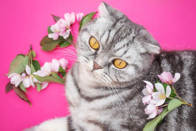 Gatto di Gray Scottish fold con occhi gialli e fiori di melo