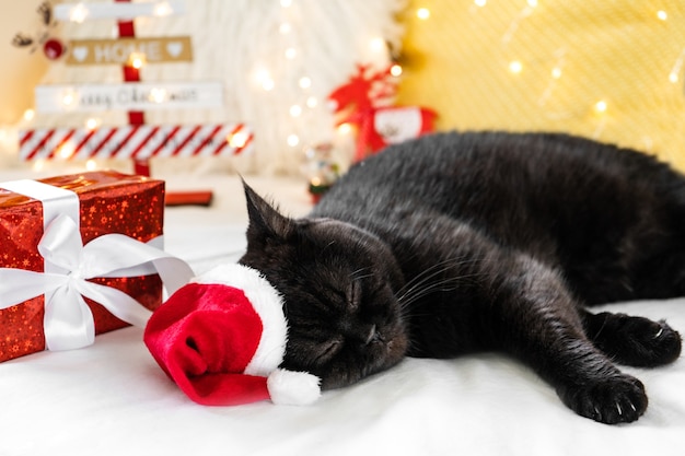 Gatto di Natale che dorme con una confezione regalo