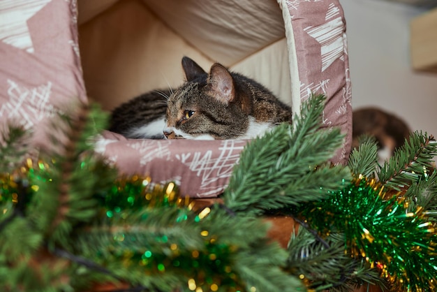 Gatto di Natale. Gattino a strisce ritratto con ghirlanda di luci di Natale su sfondo rosso festivo.