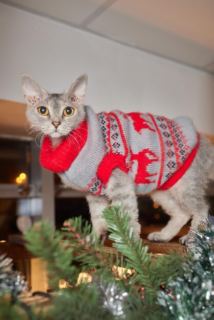 Gatto di Natale. Gattino a strisce ritratto con ghirlanda di luci di Natale su sfondo rosso festivo.