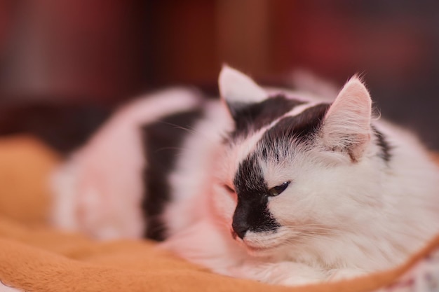 Gatto di Natale. Gattino a strisce ritratto con ghirlanda di luci di Natale su sfondo rosso festivo.