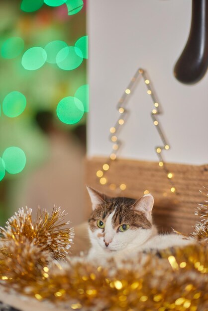 Gatto di Natale. Gattino a strisce ritratto con ghirlanda di luci di Natale su sfondo rosso festivo.