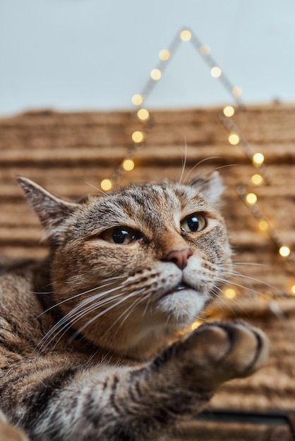Gatto di Natale. Gattino a strisce ritratto con ghirlanda di luci di Natale su sfondo rosso festivo.