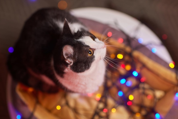 Gatto di Natale. Gattino a strisce ritratto con ghirlanda di luci di Natale su sfondo rosso festivo.