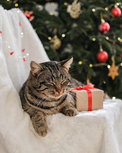 Gatto di Natale Gatto soriano con un regalo di Natale sullo sfondo di un albero di Natale