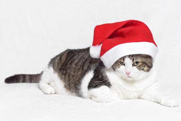 Gatto di Natale in cappello rosso di Babbo Natale, su sfondo bianco