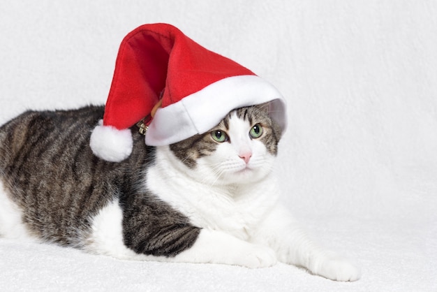 Gatto di Natale in cappello rosso di Babbo Natale, su sfondo bianco