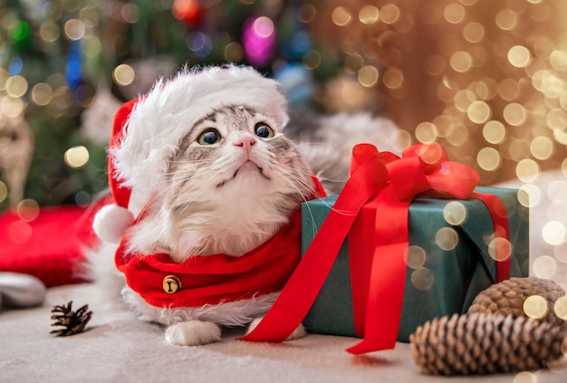 Gatto di Natale. Ritratto di un gatto grasso e soffice accanto a una confezione regalo sullo sfondo di un albero di Natale e luci di ghirlande.