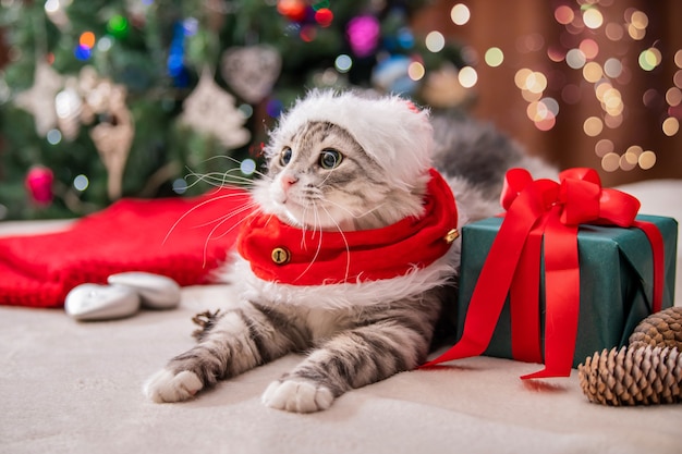 Gatto di Natale. Ritratto di un gatto grasso e soffice accanto a una confezione regalo sullo sfondo di un albero di Natale e luci di ghirlande.
