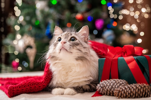 Gatto di Natale. Ritratto di un gatto grasso e soffice accanto a una confezione regalo sullo sfondo di un albero di Natale e luci di ghirlande.