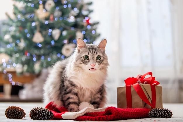 Gatto di Natale Ritratto di un gatto grasso e soffice accanto a una confezione regalo sullo sfondo di un albero di Natale e luci di ghirlande