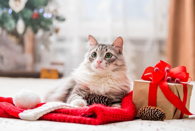 Gatto di Natale Ritratto di un gatto grasso e soffice accanto a una confezione regalo sullo sfondo di un albero di Natale e luci di ghirlande