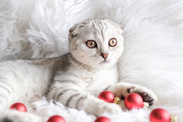 Gatto di Natale Simpatico gattino scozzese e palline rosse di Natale su soffice plaid bianco