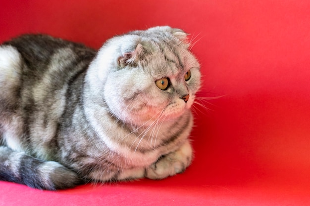 Gatto di Natale su una superficie rossa. Scotch Fold simpatico gatto con bellissimi occhi. Chiuda sull'animale domestico a strisce che aspetta natale