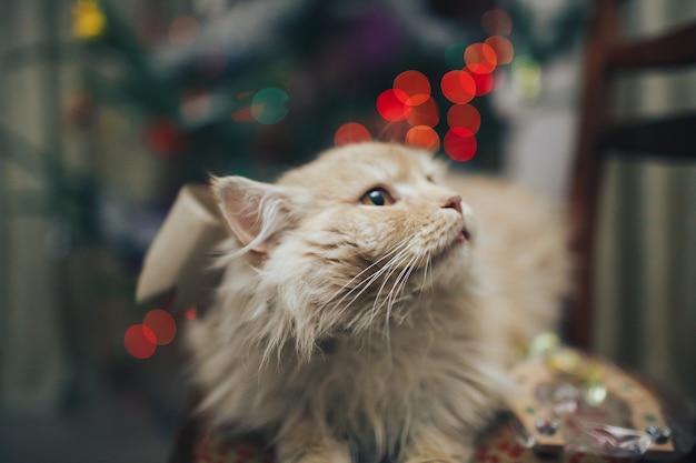 gatto di natale