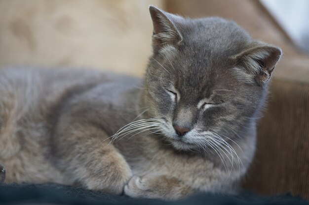 Gatto di peli grigi che dorme vicino cuscino sul divano