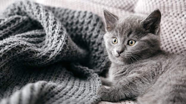 Gatto di razza britannico grigio si trova sul divano ritratto di bellissimo gattino lanuginoso di colore del mantello grigio in casa accogliente da solo spaventato animale mammifero animale domestico lungo banner web