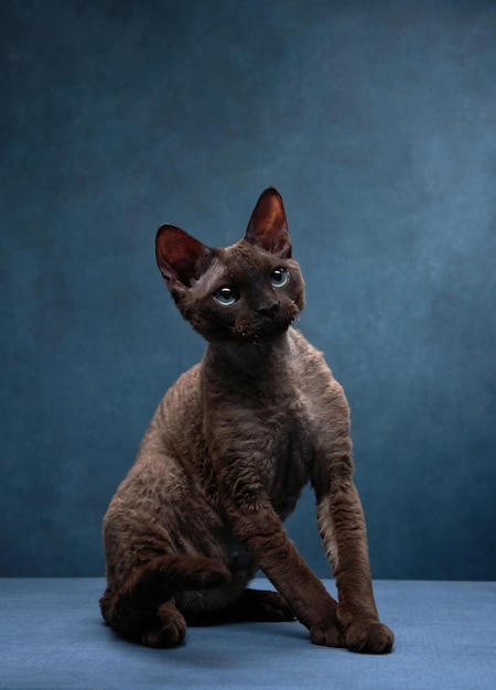 Gatto di razza devon rex su sfondo di tela blu Ritratto di animali domestici in studio