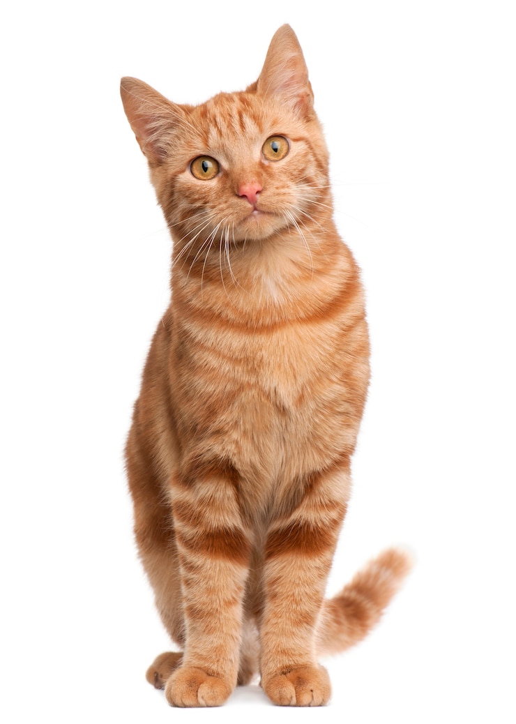 Foto gatto di razza mista allo zenzero, 6 mesi. ritratto di gatto isolato