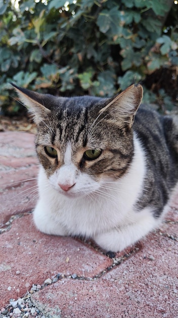 gatto di razza per strada