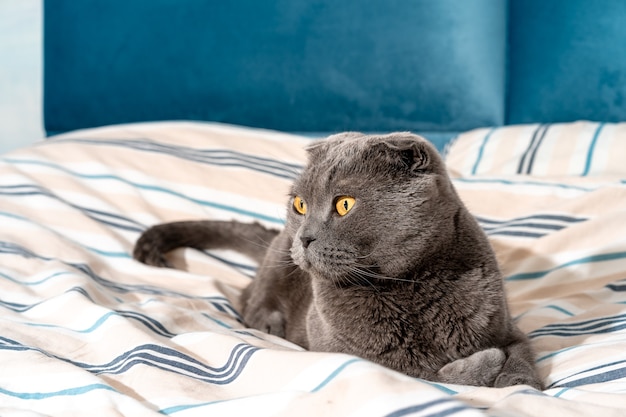 Gatto di razza Scottish Fold seduto sul letto accogliente interni moderni