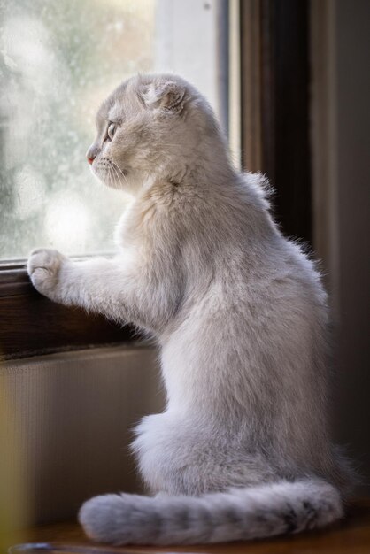 Gatto di razza Scottish Fold